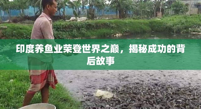 印度養(yǎng)魚業(yè)榮登世界之巔，揭秘成功的背后故事